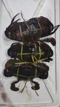 Gambar Kepiting Jumbo Papua - 300gr+ dari Kejumpa undefined 5 Tokopedia