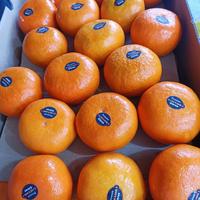 Gambar Jeruk Honey Murcot Astralia jeruk import wokam wogan jeruk mandarin dari kilau berkah_NEW undefined 3 Tokopedia