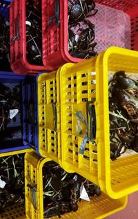 Gambar Kepiting Jumbo Papua - 300gr+ dari Kejumpa undefined 4 Tokopedia