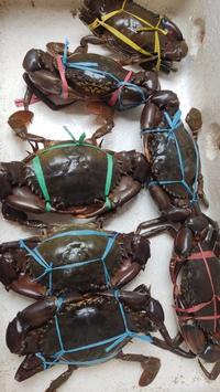 Gambar Kepiting Jumbo Papua - 300gr+ dari Kejumpa undefined 2 Tokopedia