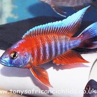 Gambar PAKET AFRICAN CICHLID Size 5 cm (OB Peacock, dll) Isi 20 Gratis 2 dari Rachman Aquarium undefined 4 Tokopedia