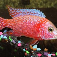 Gambar PAKET AFRICAN CICHLID Size 5 cm (OB Peacock, dll) Isi 20 Gratis 2 dari Rachman Aquarium undefined 2 Tokopedia