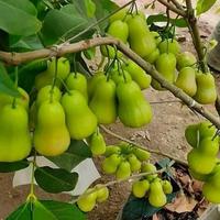 Gambar Pupuk KNO3 PUTIH pak tani REPACK 1kg dari Alfatihjayatani undefined 3 Tokopedia