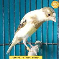 Gambar burung kenari F1 SF scot fancy bahan jantan banyak pilihan dari koang kicau undefined 4 Tokopedia