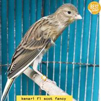 Gambar burung kenari F1 SF scot fancy bahan jantan banyak pilihan dari koang kicau undefined 3 Tokopedia