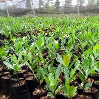 Gambar Bibit Tanaman Buah Jambu Mete Mente Mede Jambu Monyet - Tanaman Mete dari UD Bibit Tabriiz undefined 3 Tokopedia