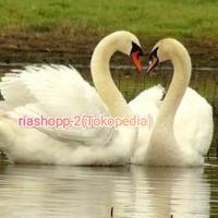Gambar bebek angsa putih besar Sultan mute swan sepasang import mewah dari riashop-2 undefined 1 Tokopedia