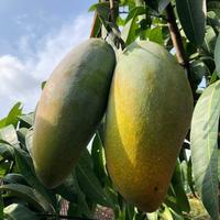 Gambar Bibit Mangga Kiojay Tinggi 1 Meter Up Batang Besar dari pusatgrosirbibitt undefined 3 Tokopedia