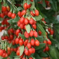 Gambar 10Pcs Benih Biji Tanaman Buah Goji Bery Merah Seed Bibit Super Unggul dari Pusat Biji Shop undefined 2 Tokopedia
