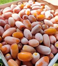 Gambar Kurma Muda Ruthob Libya 1 kg | Ruthab Libya Selected dates - Karton dari Ikkostore.id undefined 1 Tokopedia