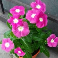Gambar Tanaman Bunga Vinca (Banyak warna) bisa pilih warna / Random - Putih dari Rocketfield Plantary undefined 2 Tokopedia