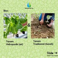 Gambar Bibit/ Benih Pakcoy Putih 2gr ( 700 biji) Hidroponik Ku dari Hidroponik Ku undefined 3 Tokopedia
