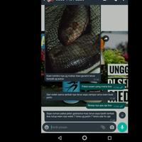 Gambar [ BAYAR DI TEMPAT ] Paket Mancing Umpan Essen Oplosan Untuk Ikan Patin dari Raja Mancing_ID undefined 4 Tokopedia