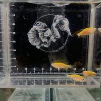 Gambar ikan danio zebra yellow dari Nono fish farm undefined 2 Tokopedia