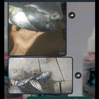 Gambar [ BAYAR DI TEMPAT ] Paket Mancing Umpan Essen Oplosan Untuk Ikan Patin dari Raja Mancing_ID undefined 3 Tokopedia