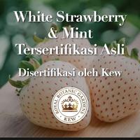 Gambar HERBAL ESSENCES Shampoo Clean White Strawberry & Sweet Mint 240ml dari Rivela Store undefined 3 Tokopedia