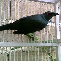 Gambar Burung Cucak Keling Camperling Gacor dari Yasha TV Birdshopp undefined 2 Tokopedia