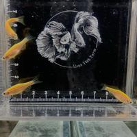 Gambar ikan danio zebra yellow dari Nono fish farm undefined 1 Tokopedia