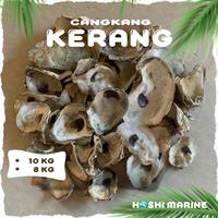 Gambar Cangkang Kerang Oyster Shell Media Filter Kolam Koi Kulit Kerang 10 kg - 8kg dari Hoshi Marine undefined 3 Tokopedia