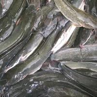 Gambar ikan lele segar bersih utuh fresh dari lele hidup - 1kg dari humaniss.store undefined 4 Tokopedia