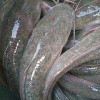 Gambar ikan lele segar bersih utuh fresh dari lele hidup - 1kg dari humaniss.store undefined 3 Tokopedia