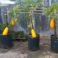 Gambar Biji Benih Bibit Buah Timun Suri Manis - Buah Besar Bibit Unggul F1 Isi 20 Biji - Timun Suri 20 Biji dari Camelia Flowers undefined 4 Tokopedia