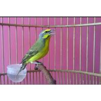 Gambar burung Mozambik jantan dari Tosix94Birdspecialist undefined 2 Tokopedia