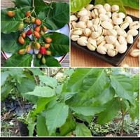 Gambar Bibit Pohon Almond kacang amazon tinggi 1meter up dari Juragantani.id undefined 2 Tokopedia