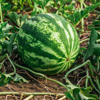 Gambar Bibit /Benih/ Biji Buah Semangka Kuning F1 Manis Cocok di tempat Panas 10 biji dari Dahlia Farm undefined 4 Tokopedia