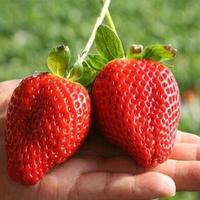 Gambar Benih / Bibit Buah Strawberry Giant Strawberi Jumbo Isi 100 Biji dari Dahlia Farm undefined 1 Tokopedia