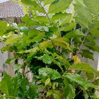 Gambar Bibit Pohon Almond kacang amazon tinggi 1meter up dari Juragantani.id undefined 3 Tokopedia