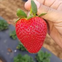 Gambar Benih / Bibit Buah Strawberry Giant Strawberi Jumbo Isi 100 Biji dari Dahlia Farm undefined 3 Tokopedia
