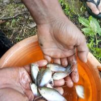 Gambar jaring anco alat tangkap ikan tradisional khusus ikan kecil & udang dari YANSHOP FISHING undefined 3 Tokopedia