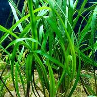 Gambar Cripto spiralis dari Baraya Aquascape undefined 2 Tokopedia