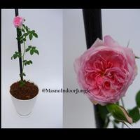 Gambar Tanaman Bunga Mawar Import Moncour dari MasnoIndoorJungle undefined 4 Tokopedia