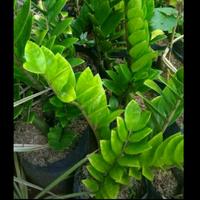 Gambar Tanaman zamia hijau dolar zamia dari Sakura Herbal Alami undefined 2 Tokopedia