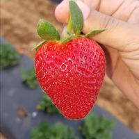 Gambar Biji Benih Bibit Buah Stroberi Jumbo - Strawberry Big Giant 100 Biji - Strawberry giant 100 dari Camelia Flowers undefined 3 Tokopedia