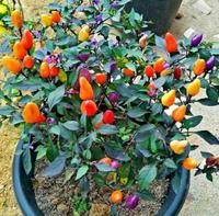 Gambar Benih /Bibit Bolivian Rainbow Pepper Cabe warna warni isi 10 Biji dari Dahlia Farm undefined 5 Tokopedia