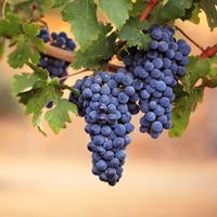 Gambar Bibit Benih Biji Buah Anggur Manis Wine Grape Common Vine Isi 20 Benih dari Dahlia Farm undefined 3 Tokopedia
