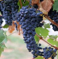 Gambar Bibit Benih Biji Buah Anggur Manis Wine Grape Common Vine Isi 20 Benih dari Dahlia Farm undefined 4 Tokopedia