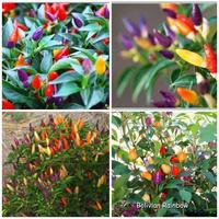 Gambar Benih /Bibit Bolivian Rainbow Pepper Cabe warna warni isi 10 Biji dari Dahlia Farm undefined 4 Tokopedia