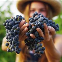 Gambar Bibit Benih Biji Buah Anggur Manis Wine Grape Common Vine Isi 20 Benih dari Dahlia Farm undefined 5 Tokopedia