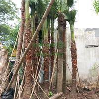 Gambar Palem Sinensis // Livistona Chinensis // Tinggi 5 Meter dari Rizky Palm undefined 1 Tokopedia