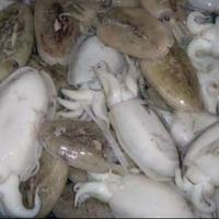 Gambar Cumi Sotong Segar - kecil, 1 kg dari Juragan Sayur Banjar undefined 1 Tokopedia