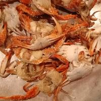 Gambar rajungan baby kecil kepiting dari Samudrapasar undefined 2 Tokopedia