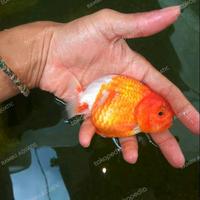 Gambar Ikan Mas Koki Ranchu RW Grade A - Ikan Mas Koki Ranchu RW dari RAMBU AQUATIC undefined 1 Tokopedia