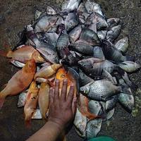 Gambar Umpan Premium Siap Pakai SAESTU Amis Spesial Umpan Sangrai Nila Tombro dari Raniat Mancing Store undefined 5 Tokopedia