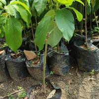 Gambar bibit alpukat Miki/Cipedak dari abana green garden undefined 2 Tokopedia