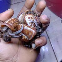 Gambar kelomang ( C.Cavipes ) dari jati aquatix undefined 4 Tokopedia