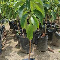 Gambar bibit alpukat Miki/Cipedak dari abana green garden undefined 3 Tokopedia